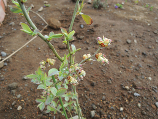 DSCN1520.jpg