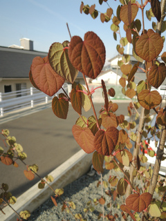 DSCN1653.jpg
