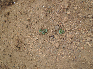 DSCN1698.jpg