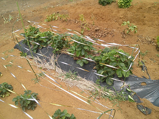 IMG00778.jpg