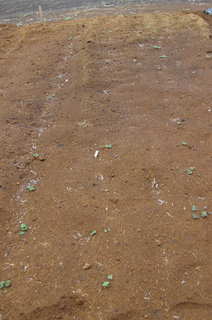 IMGP2319.jpg
