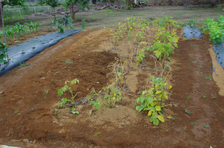 IMGP3926.jpg