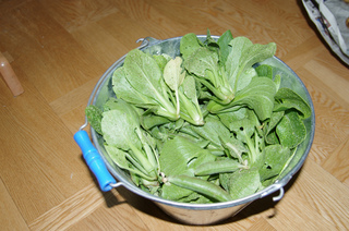 IMGP4003.jpg