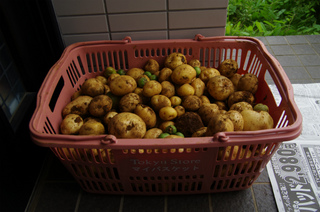 IMGP4158.jpg